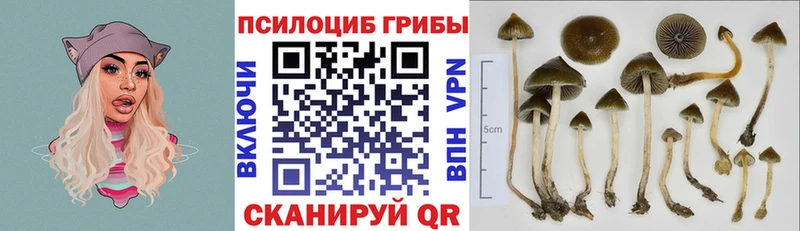 Псилоцибиновые грибы Cubensis  Купить где  Чёрмоз 